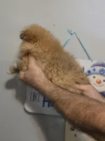 Sable , a female Pomeranian for sale in Barnegat, NJ – Photo 2 of 3