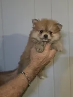 Sable , a female Pomeranian for sale in Barnegat, NJ – Photo 3 of 3