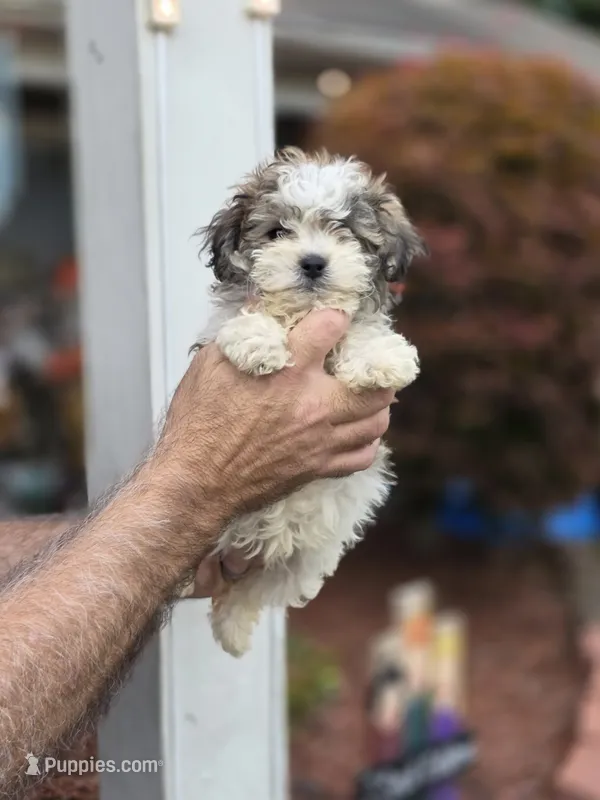 Dee – Shih Tzu puppy for sale in Barnegat, NJ
