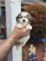 Dee, a female Shih Tzu for sale in Barnegat, NJ – 1 of 3
