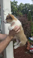 Will , a male Pembroke Welsh Corgi for sale in Barnegat, NJ – 3 of 3