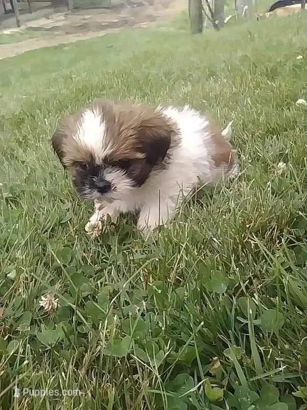 Suzzy  – Shih Tzu puppy for sale in Barnegat, NJ