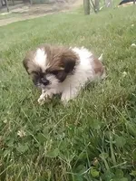 Suzzy , a female Shih Tzu for sale in Barnegat, NJ – 1 of 3