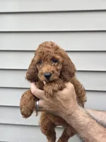 Paul, a male Poodle - Miniature  for sale in Barnegat, NJ – 1 of 3