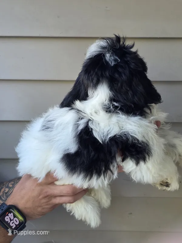 Sissy  – Bichon Frise, Shih Tzu puppy for sale in Barnegat, NJ