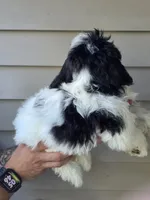 Sissy , a female Bichon Frise and Shih Tzu for sale in Barnegat, NJ – 1 of 3