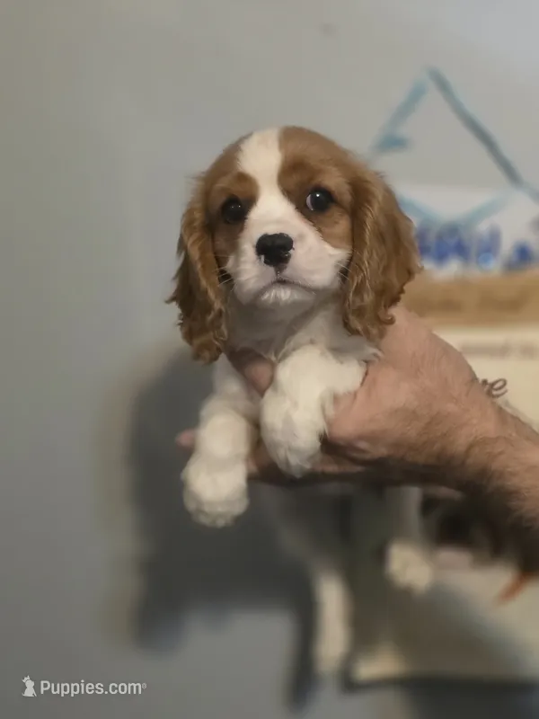 Stanley  – Cavalier King Charles Spaniel puppy for sale in Barnegat, NJ