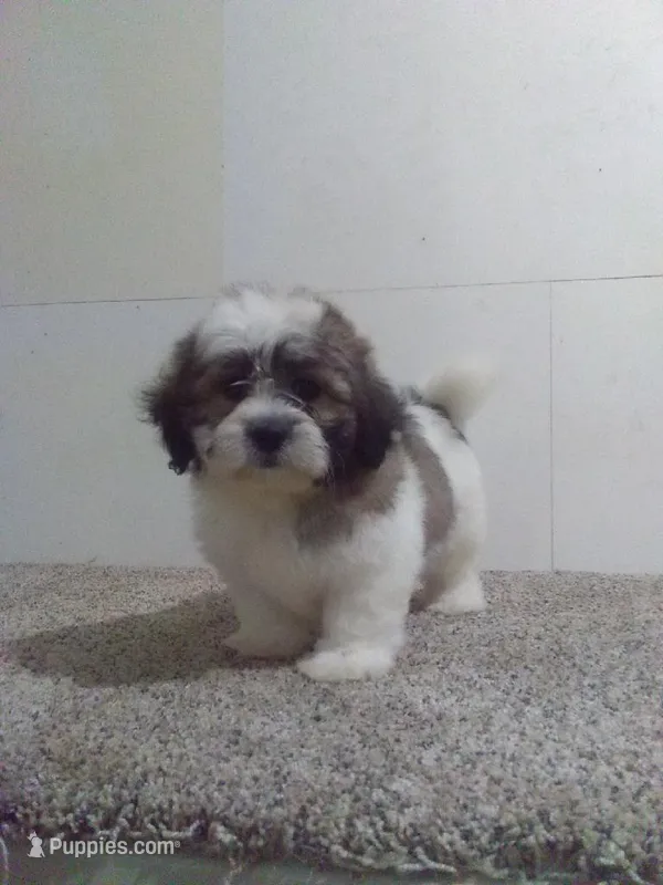 CJ, a male Shih Tzu for sale in Barnegat, NJ – 1 of 1