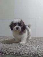CJ, a male Shih Tzu for sale in Barnegat, NJ – 1 of 1