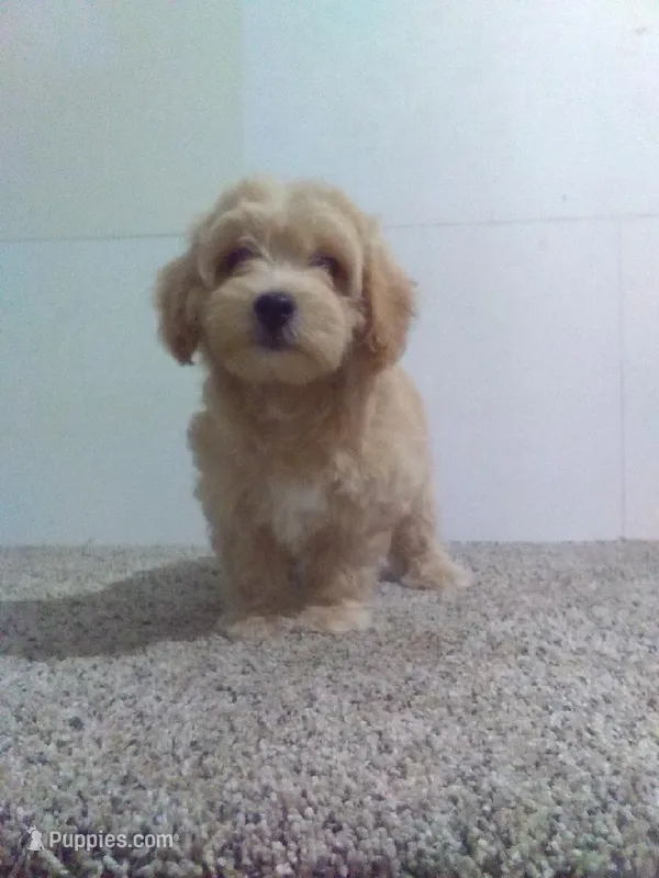 Mark  – Maltipoo puppy for sale in Barnegat, NJ