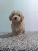 Mark , a male Maltipoo for sale in Barnegat, NJ – 1 of 1