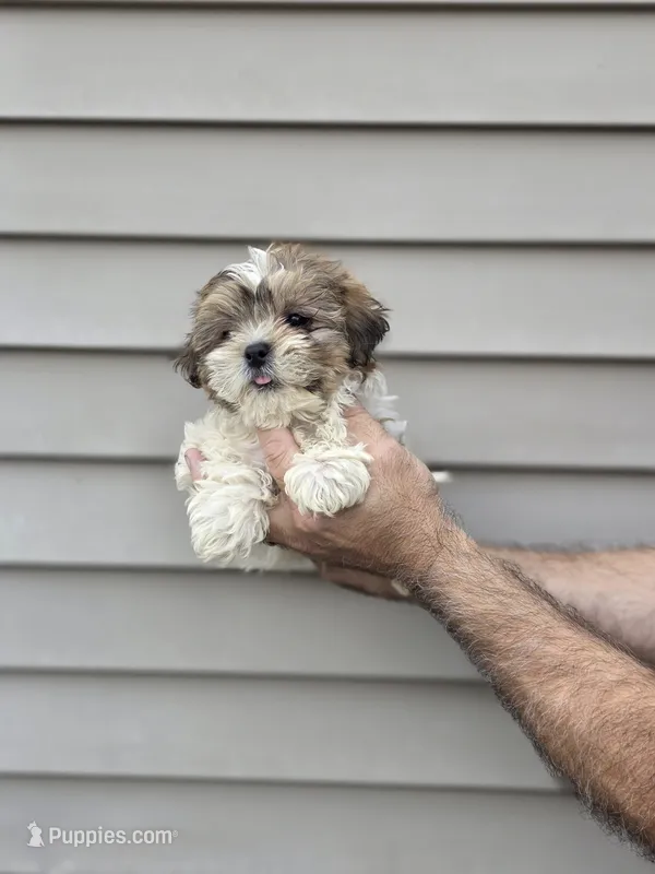 Billy  – Shih Tzu puppy for sale in Barnegat, NJ