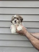 Billy , a male Shih Tzu for sale in Barnegat, NJ – 1 of 3
