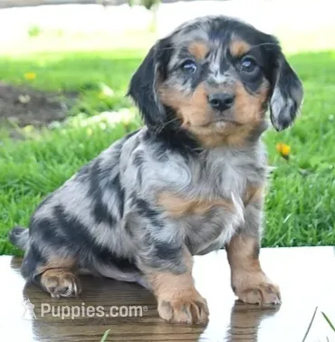 Buster , a male Cavapoo for sale in Barnegat, NJ – 1 of 2