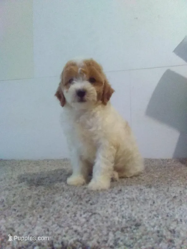 Carmel  – Cavapoo puppy for sale in Barnegat, NJ