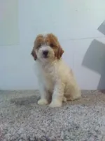 Carmel , a female Cavapoo for sale in Barnegat, NJ – 1 of 1