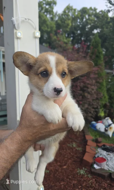 Will  – Pembroke Welsh Corgi puppy for sale in Barnegat, NJ