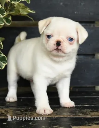 Paul – Pug puppy for sale in Barnegat, NJ