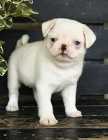 Paul, a male Pug for sale in Barnegat, NJ – 1 of 1