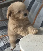 Stanley , a male Maltipoo for sale in Barnegat, NJ – 1 of 3