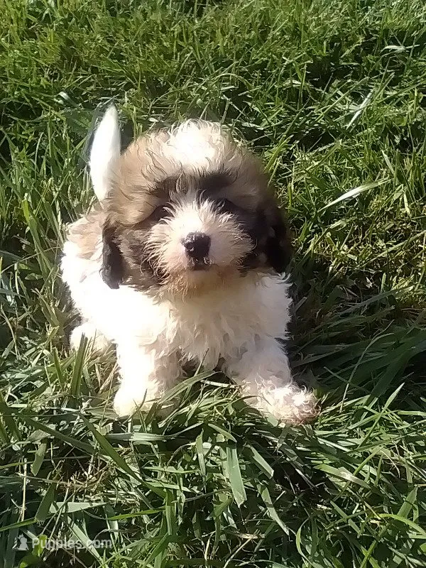 Sally  – Shichon puppy for sale in Barnegat, NJ