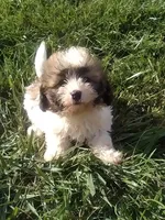 Sally , a female Shichon for sale in Barnegat, NJ – 1 of 1