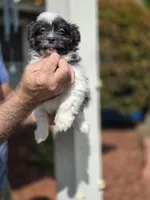 Sarah , a female Shihpoo for sale in Barnegat, NJ – 2 of 4