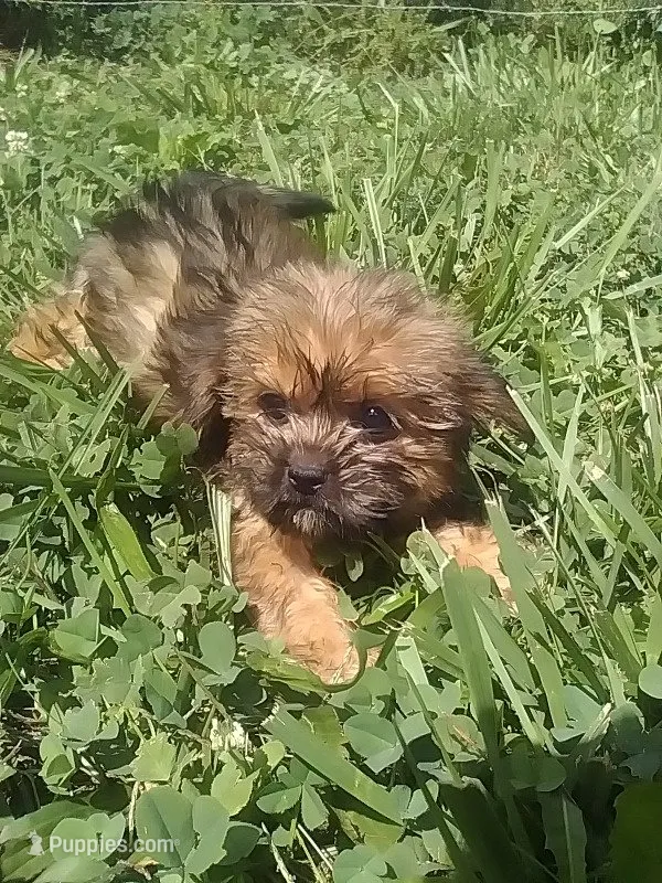 Suzzy  – Shih Tzu puppy for sale in Barnegat, NJ