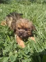 Suzzy , a female Shih Tzu for sale in Barnegat, NJ – 1 of 1