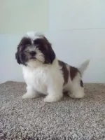 Judy , a female Shih Tzu for sale in Barnegat, NJ – 1 of 1