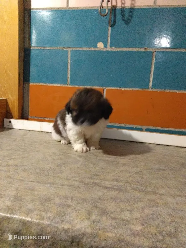Sal  – Shih Tzu puppy for sale in Barnegat, NJ