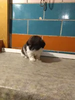 Sal , a female Shih Tzu for sale in Barnegat, NJ – 1 of 1