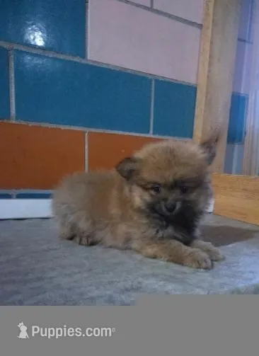 Pumpkin  – Pomeranian puppy for sale in Barnegat, NJ