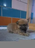 Pumpkin , a female Pomeranian for sale in Barnegat, NJ – 1 of 1