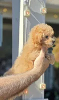 Peggy , a female Maltipoo for sale in Barnegat, NJ – 2 of 3