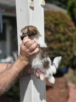 Tabitha, a female Shih Tzu for sale in Barnegat, NJ – 4 of 4