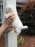 Peggy , a female Maltipoo for sale in Barnegat, NJ – 3 of 3