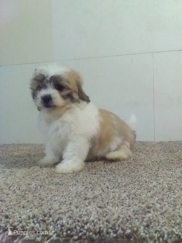 Sal  – Shichon puppy for sale in Barnegat, NJ