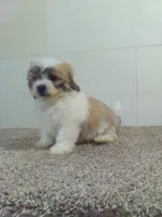 Sal , a male Shichon for sale in Barnegat, NJ – 1 of 1
