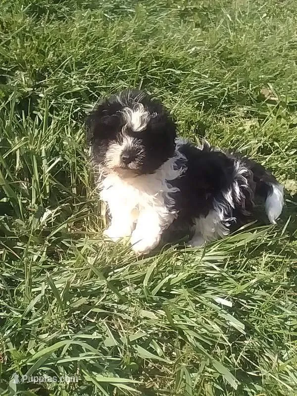 Peggy  – Shichon puppy for sale in Barnegat, NJ