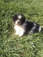 Peggy , a female Shichon for sale in Barnegat, NJ – 1 of 1