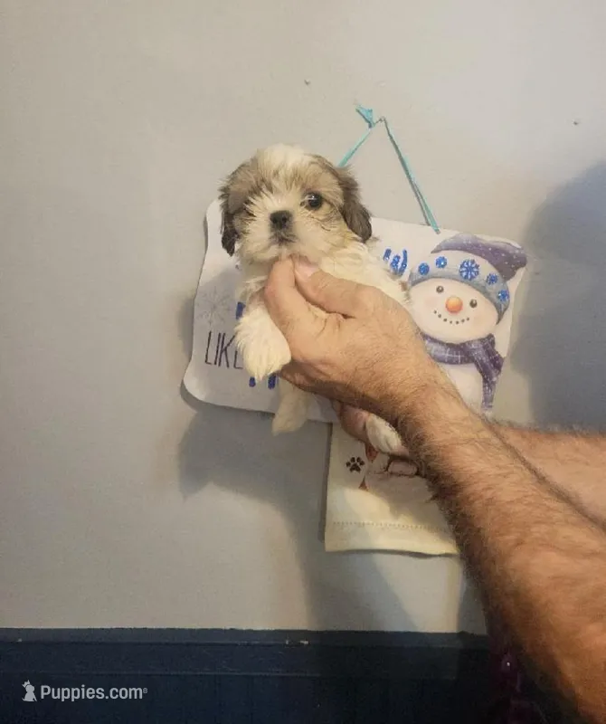 Sal  – Shih Tzu puppy for sale in Barnegat, NJ