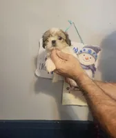 Sal , a male Shih Tzu for sale in Barnegat, NJ – Photo 1 of 4