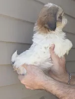 Sal , a male Shih Tzu for sale in Barnegat, NJ – Photo 3 of 4