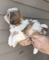 Sal , a male Shih Tzu for sale in Barnegat, NJ – Photo 4 of 4