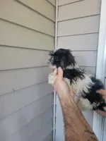 Peggy , a female Shih Tzu for sale in Barnegat, NJ – Photo 2 of 3
