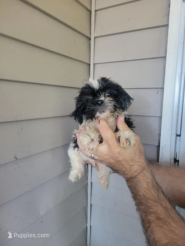 Peggy , a female Shih Tzu for sale in Barnegat, NJ – Photo 1 of 3