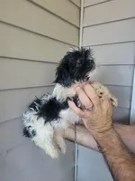 Peggy , a female Shih Tzu for sale in Barnegat, NJ – Photo 3 of 3