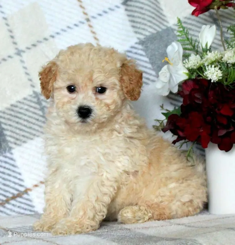 Stanley  – Maltipoo puppy on hold in Barnegat, NJ