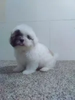 Max , a male Maltese and Shih Tzu for sale in Barnegat, NJ – 1 of 1
